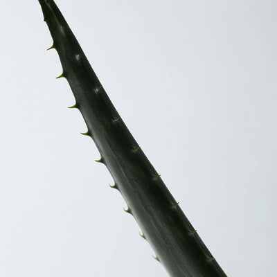 Soothing Aloe Vera Gel