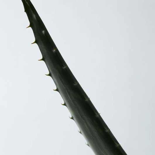 Soothing Aloe Vera Gel