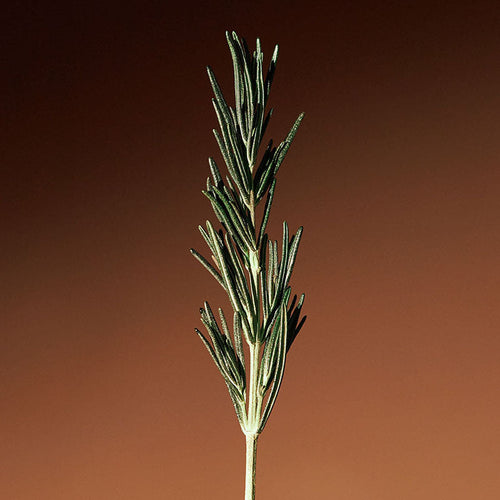 Vitalizing Rosemary Concentrated Essence