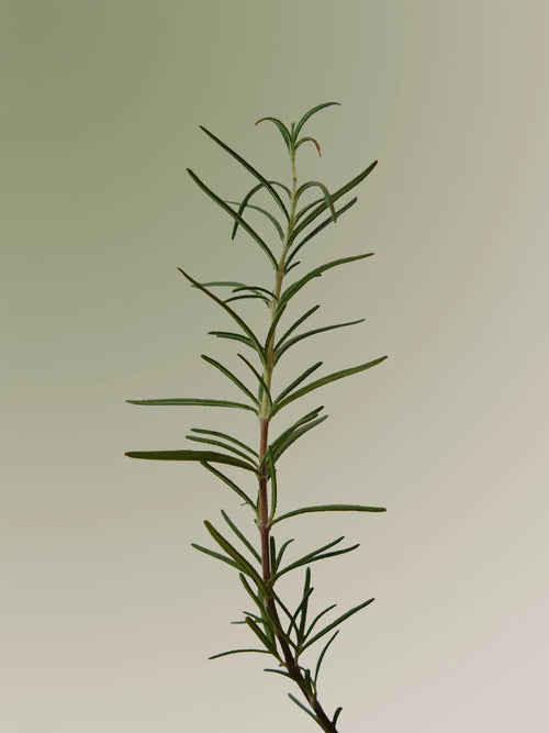 AROMATICA - Rosemary 3-in-1 Treatment